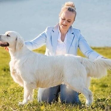 Golden Retriever allevamento My Jewels Honey Marche Macerata