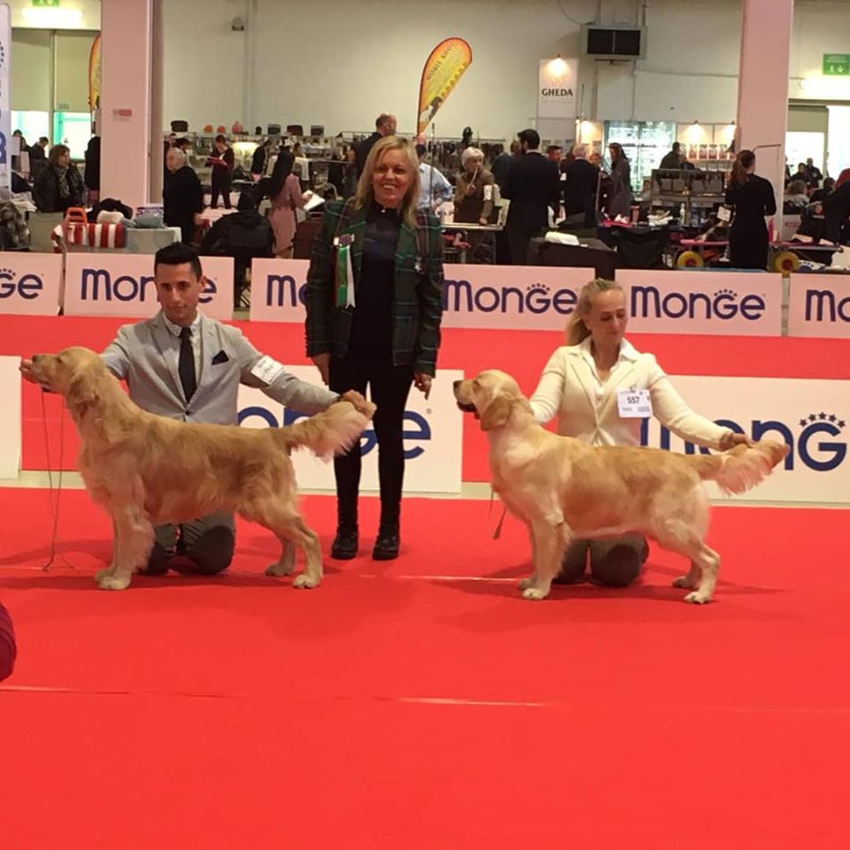 Golden Retriever allevamento My Jewels Honey Marche Macerata