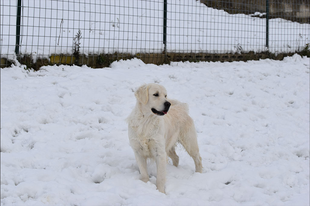 Golden Retriever allevamento My Jewels Honey Marche Macerata