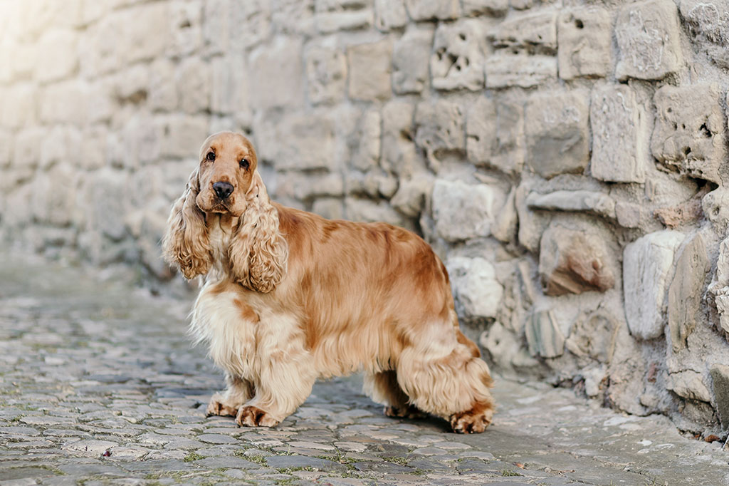 Cocker Spaniel Inglese allevamento My Jewels Honey Marche Macerata