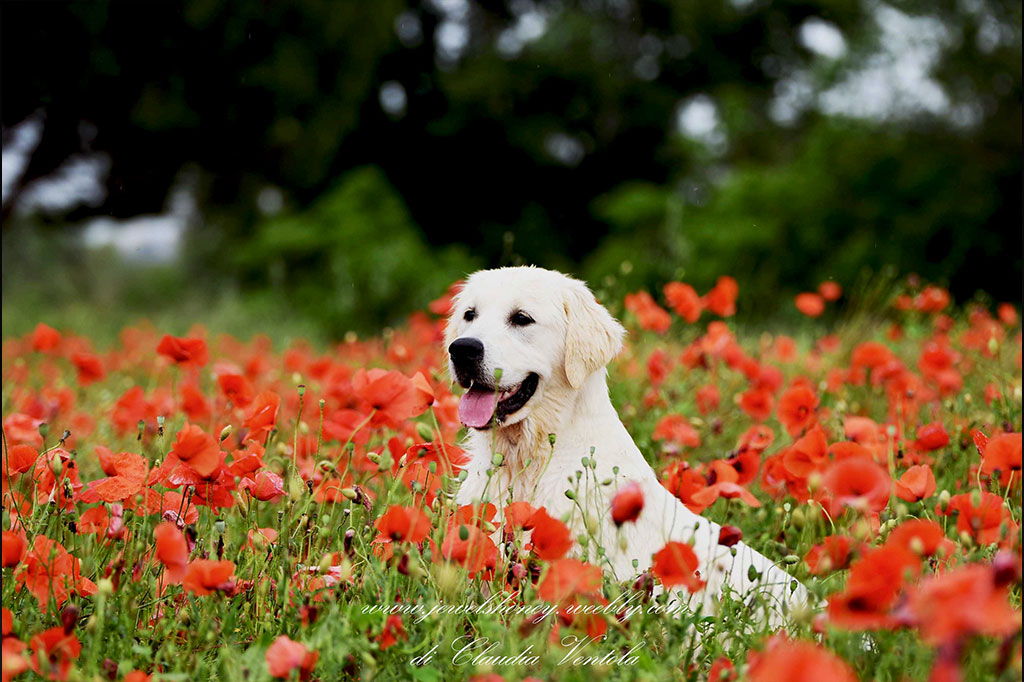 Golden Retriever allevamento My Jewels Honey Marche Macerata