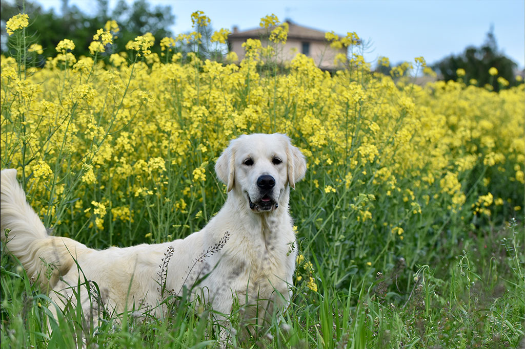 Golden Retriever allevamento My Jewels Honey Marche Macerata