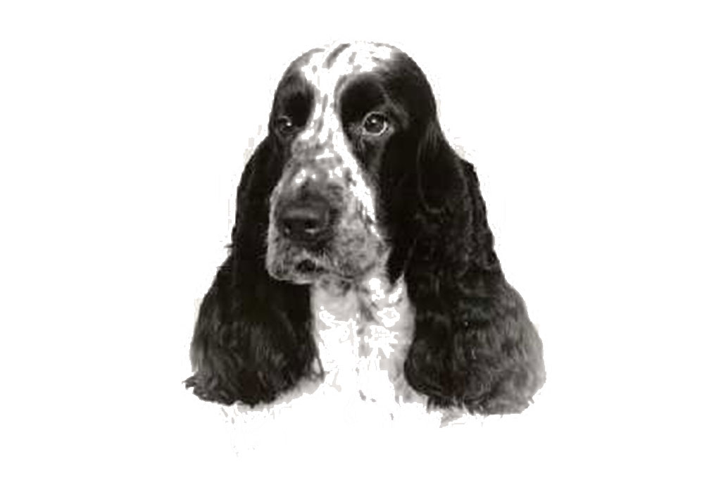 Standard Cocker Spaniel Inglese