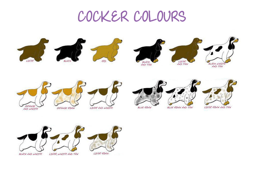 Standard Cocker Spaniel Inglese