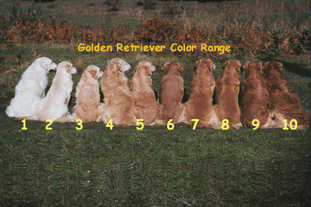 Standard Golden Retriever