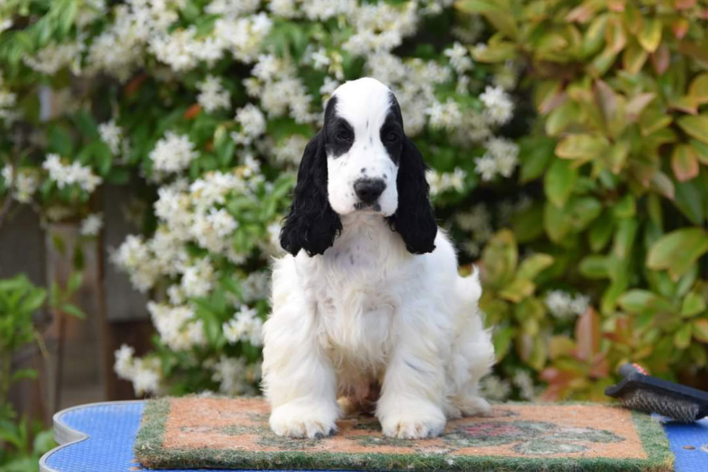 Cocker Spaniel Inglese allevamento My Jewels Honey Marche Macerata