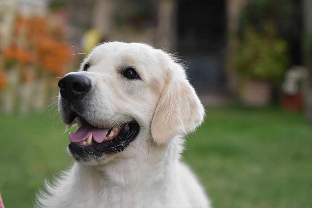 Allevamento Golden Retriever Marche, Macerata