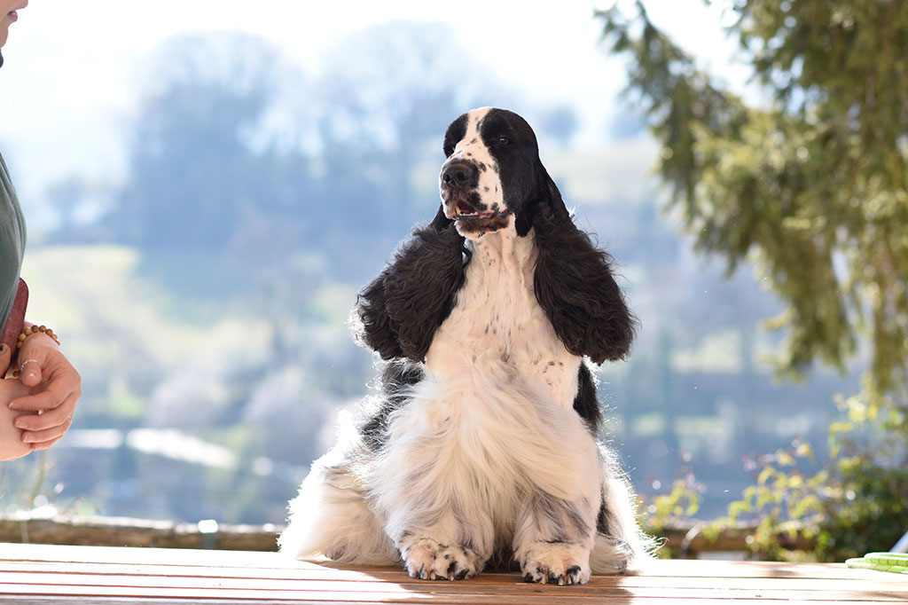 Cocker Spaniel Inglese allevamento My Jewels Honey Marche Macerata