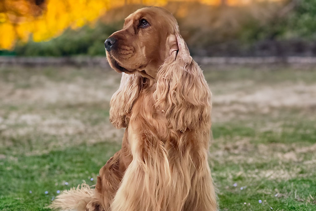 Cocker Spaniel Inglese allevamento My Jewels Honey Marche Macerata